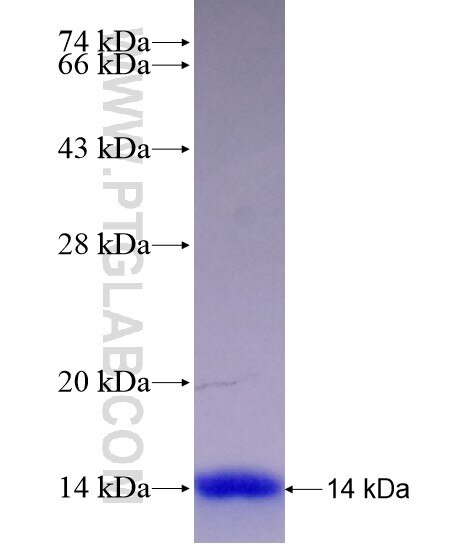 Leptin fusion protein Ag28722 SDS-PAGE