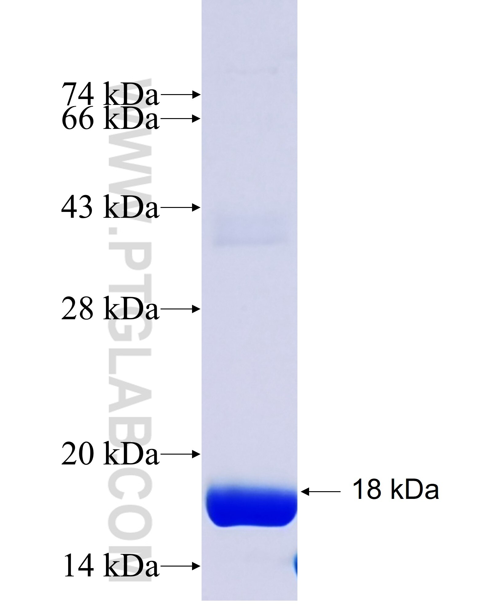 Leptin fusion protein Ag28723 SDS-PAGE