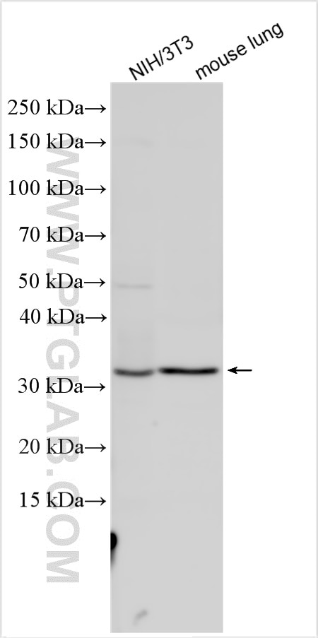 Western Blot (WB) analysis of various lysates using Lif Polyclonal antibody (31247-1-AP)
