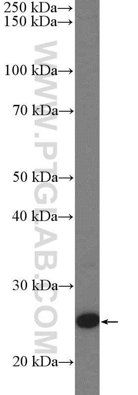 Western Blot (WB) analysis of NCCIT cells using Lin28A-specific Polyclonal antibody (16177-1-AP)