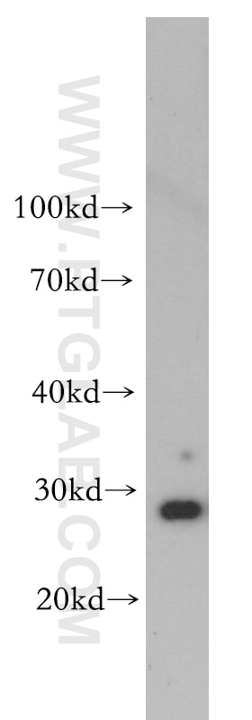 Western Blot (WB) analysis of hESC cells using Lin28A-specific Polyclonal antibody (16177-1-AP)