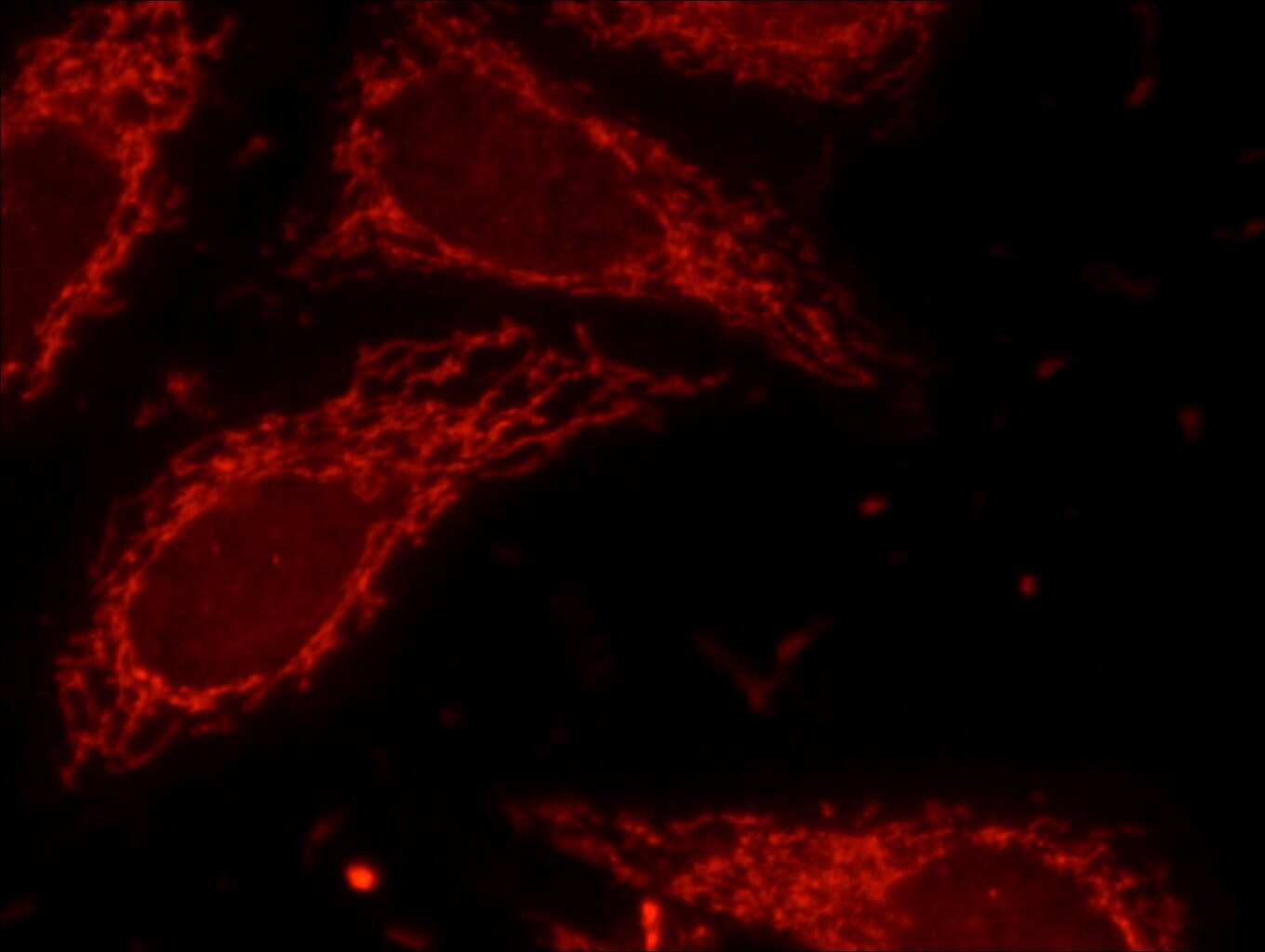 Immunofluorescence (IF) / fluorescent staining of HepG2 cells using Lin28B-specific Polyclonal antibody (16178-1-AP)