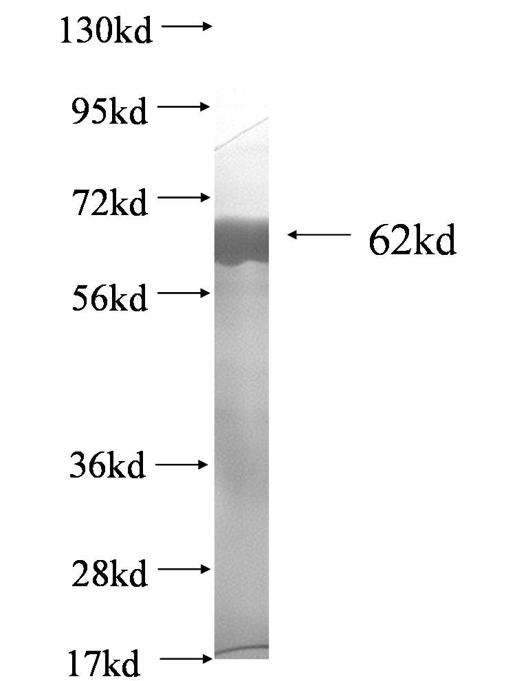 Lipe fusion protein Ag0529 SDS-PAGE