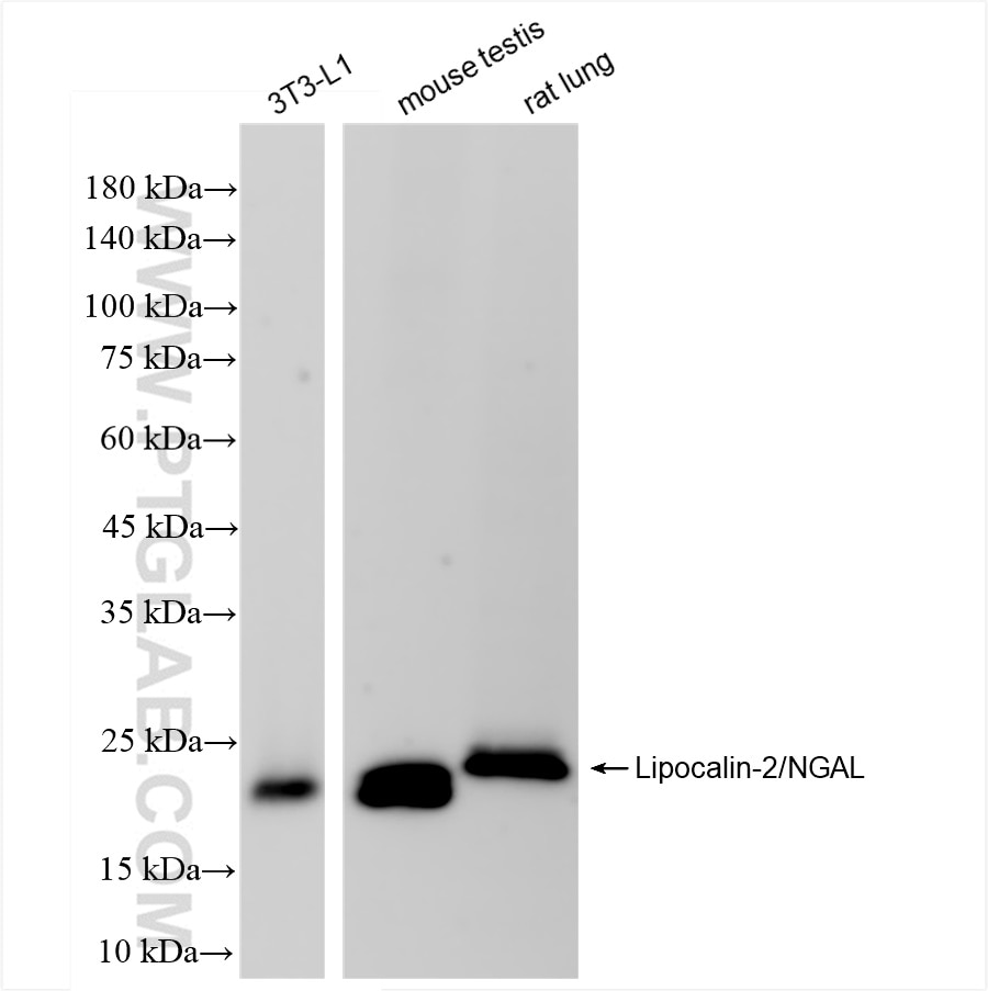 Western Blot (WB) analysis of various lysates using Lipocalin-2/Ngal Recombinant antibody (83853-2-RR)