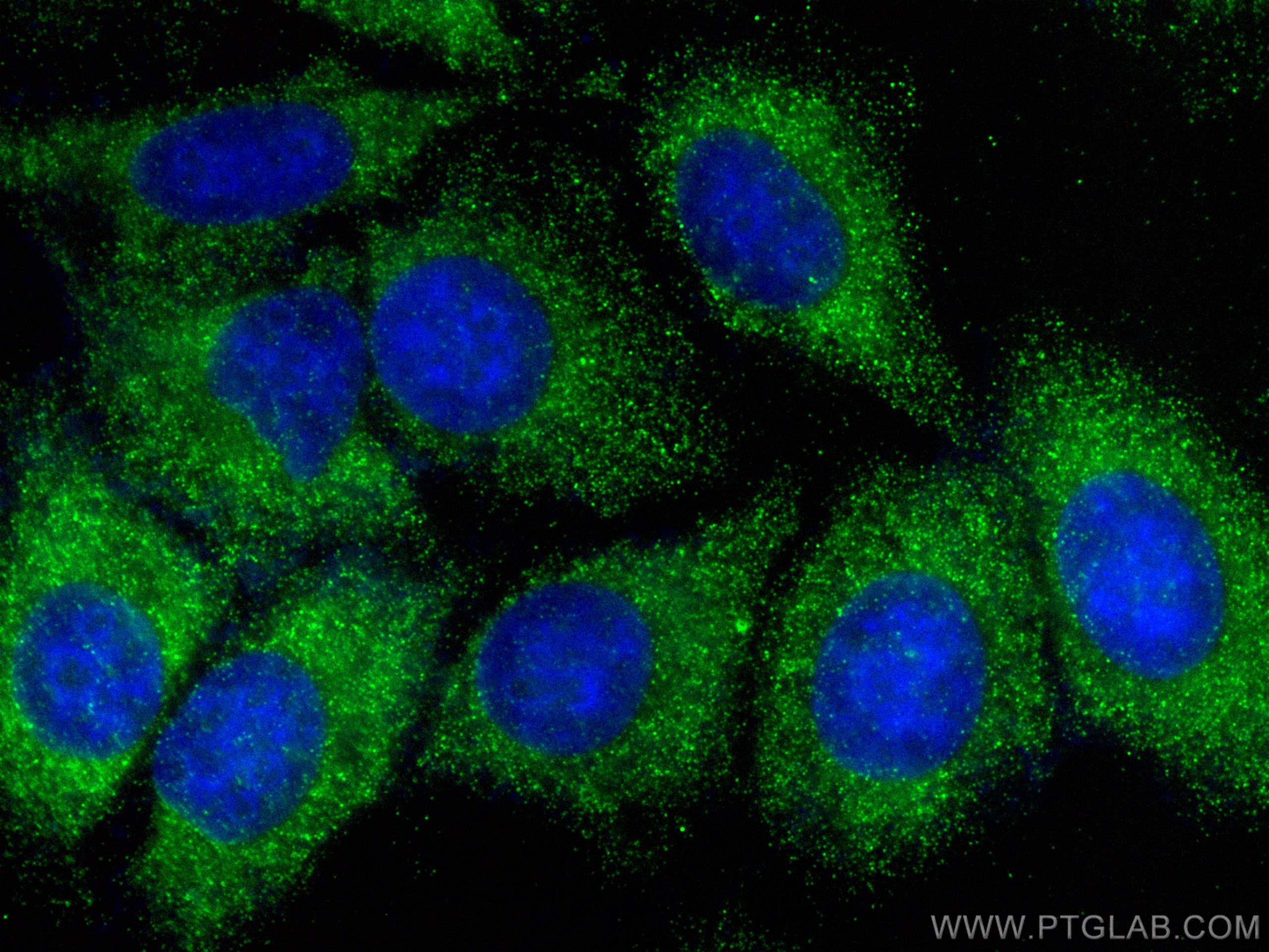 Immunofluorescence (IF) / fluorescent staining of HepG2 cells using Lipoprotein(a) Polyclonal antibody (30675-1-AP)