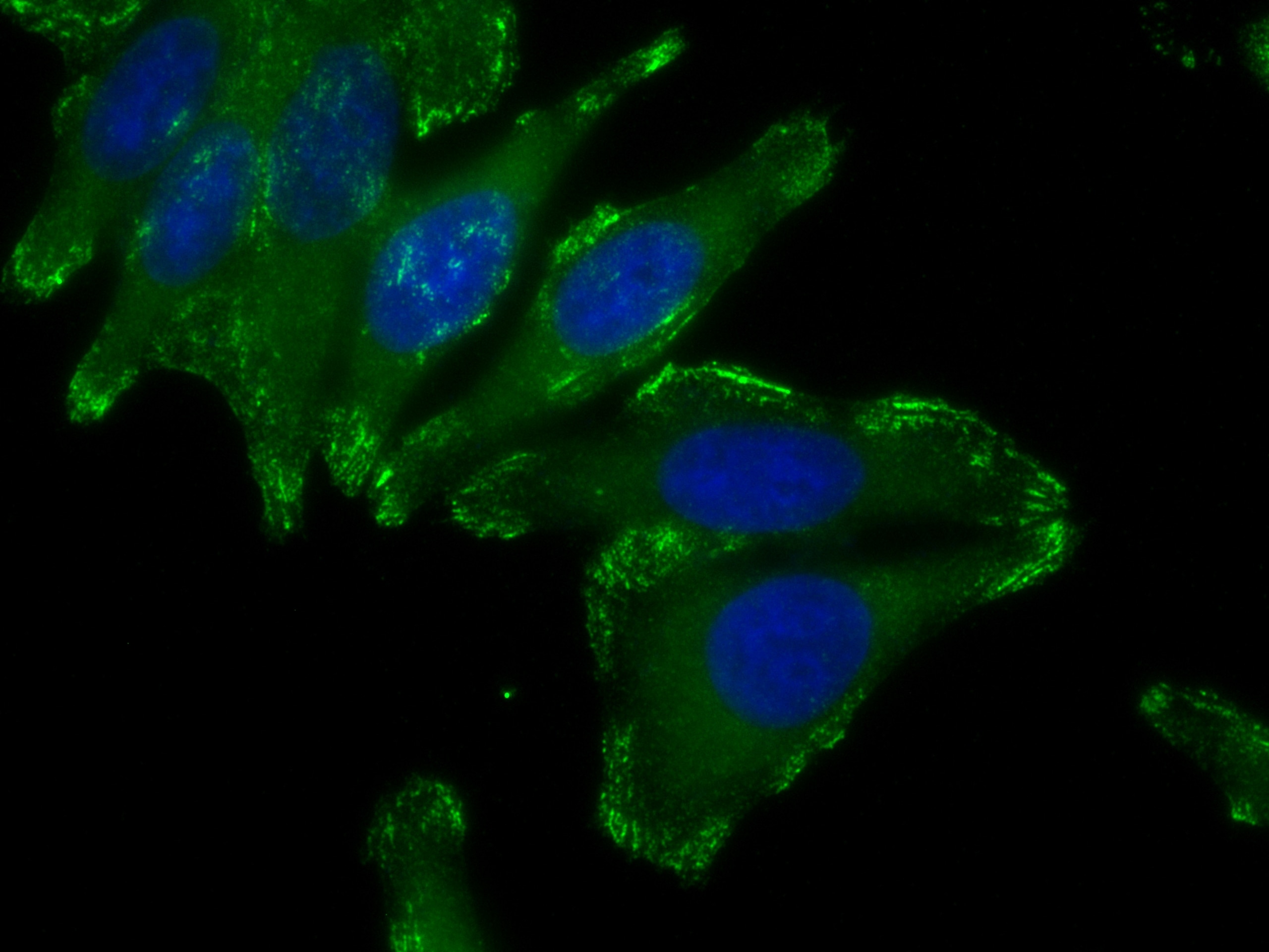 IF Staining of HepG2 using CL488-14175