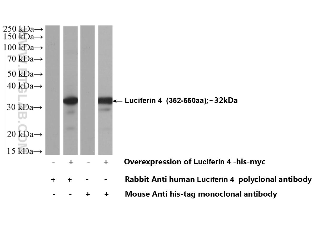 Western Blot (WB) analysis of Transfected HEK-293 cells using Luciferase Polyclonal antibody (27986-1-AP)