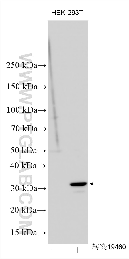 WB analysis using 27986-1-AP Western Blot (WB) analysis of various lysates using Luciferase Polyclonal antibody (27986-1-AP)