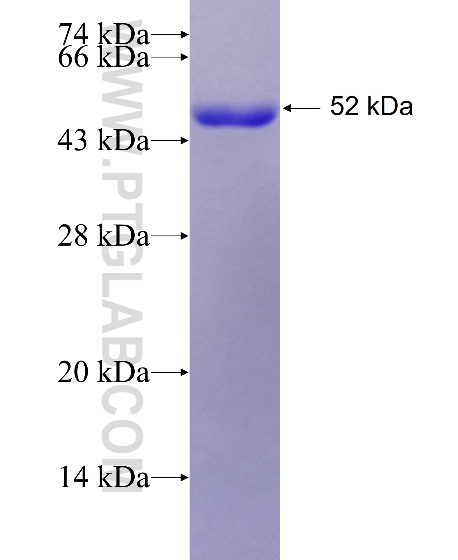 Luciferin 4 fusion protein Ag27633 SDS-PAGE