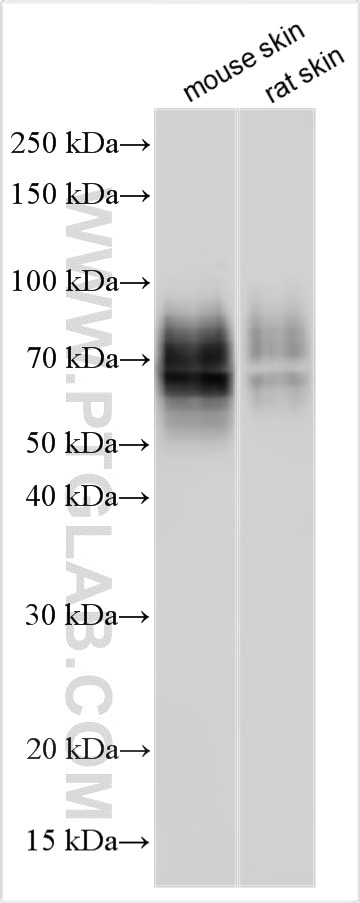 WB analysis using 33000-1-AP Western Blot (WB) analysis of various lysates using Lumican Polyclonal antibody (33000-1-AP)