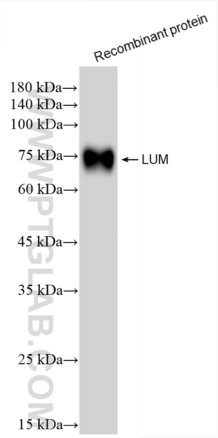 Lumican