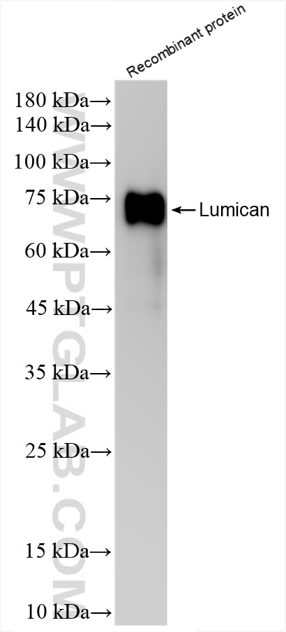 Western Blot (WB) analysis of Recombinant protein using Lumican Recombinant antibody (85629-1-RR)
