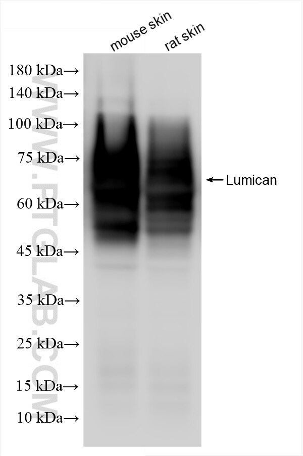 Western Blot (WB) analysis of various lysates using Lumican Recombinant antibody (85629-1-RR)