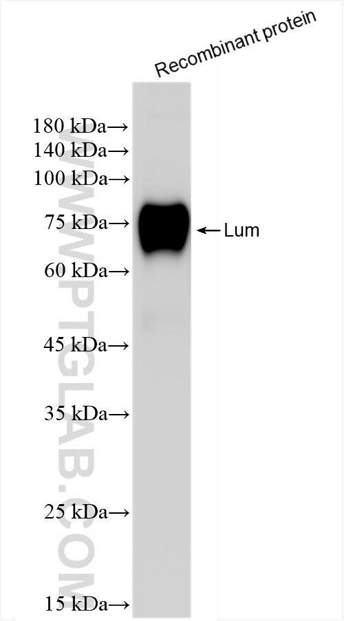Western Blot (WB) analysis of Recombinant protein using Lumican Recombinant antibody (86082-3-RR)