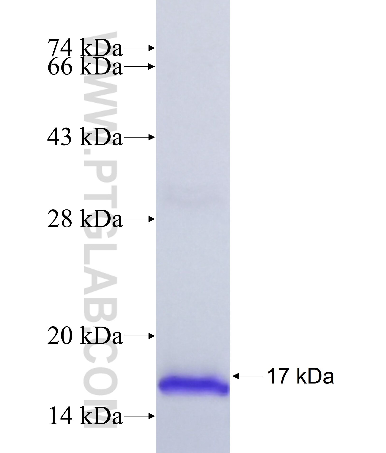 Luteinizing Hormone beta fusion protein Ag38025 SDS-PAGE Luteinizing Hormone beta fusion protein Ag38025 SDS-PAGE