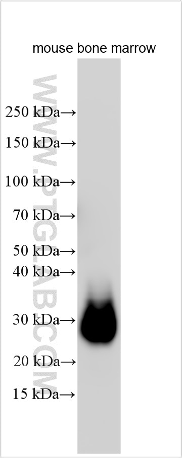 Western Blot (WB) analysis of various lysates using Ly-6G Polyclonal antibody (32346-1-AP)