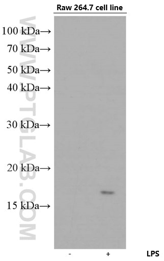 Western Blot (WB) analysis of RAW 264.7 cells using Lysozyme Monoclonal antibody (66456-1-Ig)