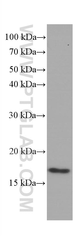 Western Blot (WB) analysis of pig spleen tissue using Lysozyme Monoclonal antibody (66456-1-Ig)