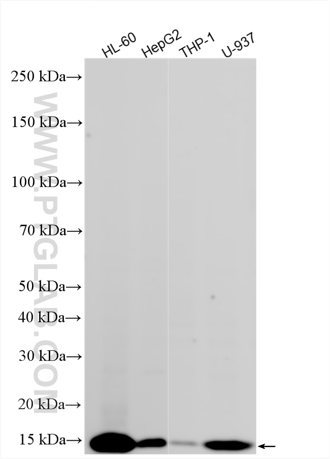 Western Blot (WB) analysis of various lysates using Lysozyme Recombinant monoclonal antibody (84140-1-RR)