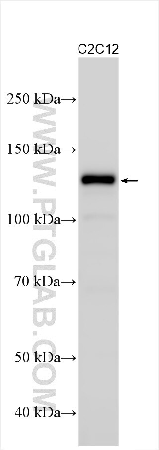 Western Blot (WB) analysis of various lysates using M-cadherin Polyclonal antibody (29928-1-AP)