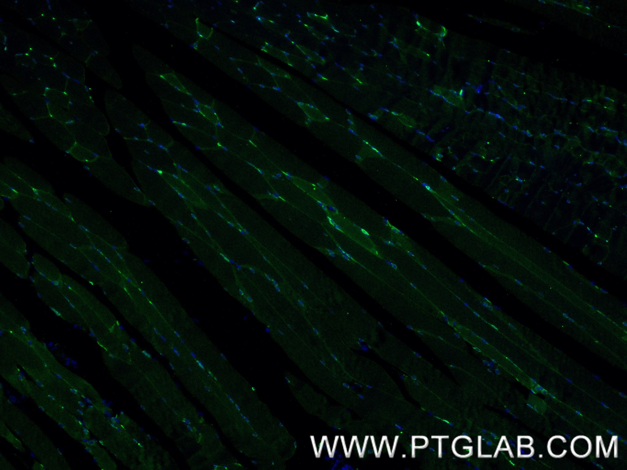 Immunofluorescence (IF) / fluorescent staining of mouse skeletal muscle tissue using M-cadherin Recombinant antibody (84440-5-RR)