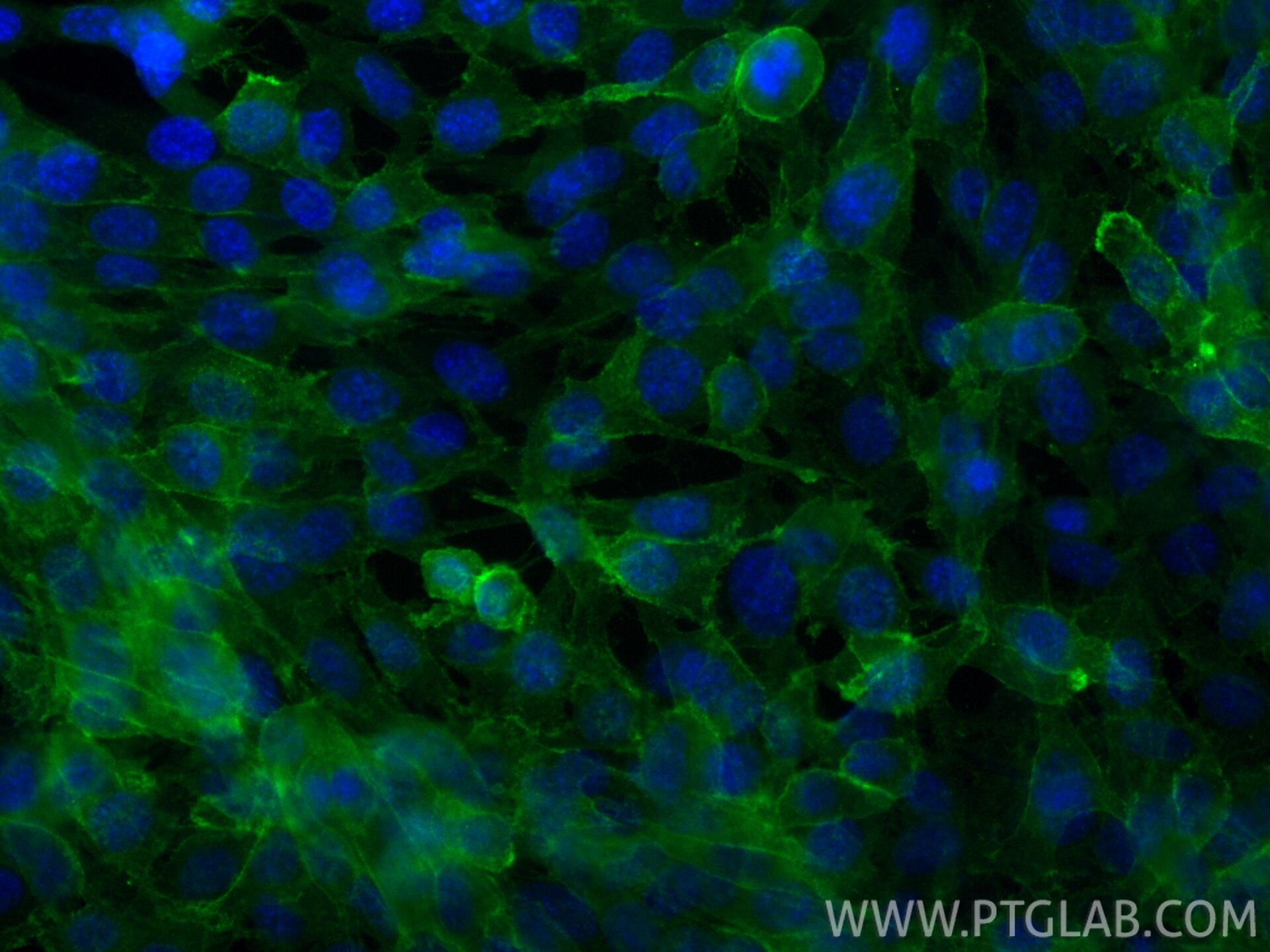 Immunofluorescence (IF) / fluorescent staining of C2C12 cells using CoraLite® Plus 488-conjugated M-cadherin Recombina (CL488-84440-5)