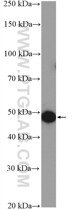 Western Blot (WB) analysis of 3T3-L1 cells using TIP47 Polyclonal antibody (10694-1-AP)