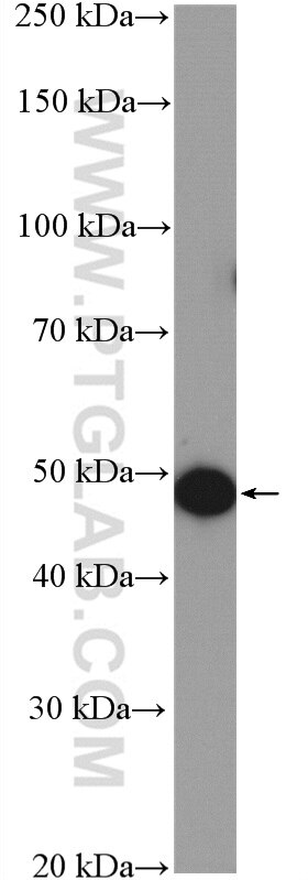 Western Blot (WB) analysis of 3T3-L1 cells using TIP47 Polyclonal antibody (10694-1-AP)