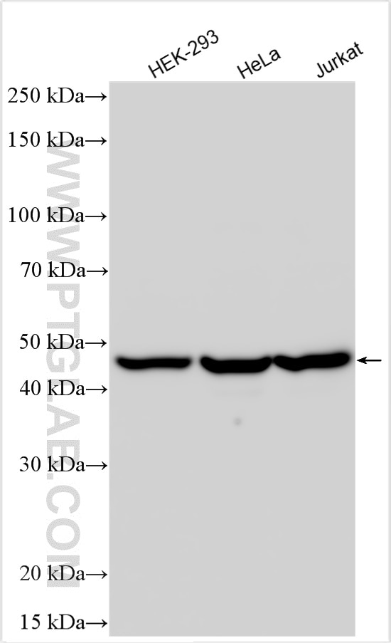 Western Blot (WB) analysis of various lysates using TIP47 Polyclonal antibody (10694-1-AP)