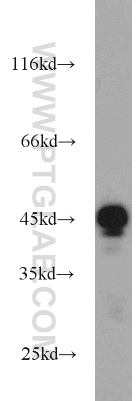 Western Blot (WB) analysis of HEK-293 cells using TIP47 Polyclonal antibody (10694-1-AP)