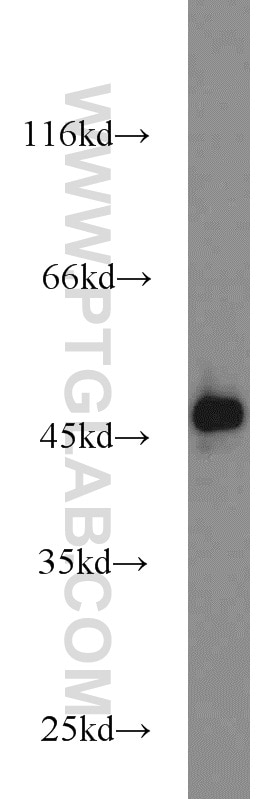 Western Blot (WB) analysis of HeLa cells using TIP47 Polyclonal antibody (10694-1-AP)