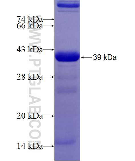 M6PRBP1 fusion protein Ag22833 SDS-PAGE