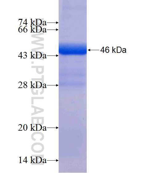 MAB21L2 fusion protein Ag13183 SDS-PAGE