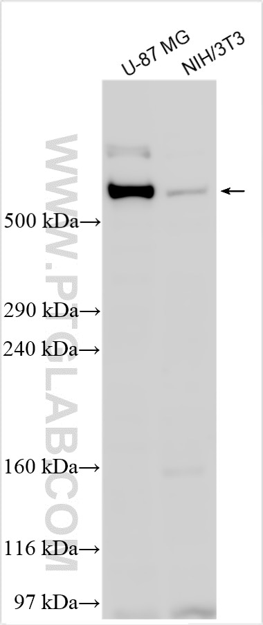 Western Blot (WB) analysis of various lysates using MACF1 Polyclonal antibody (13058-1-AP)