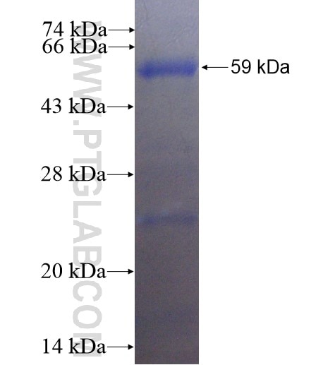 MACF1 fusion protein Ag3730 SDS-PAGE