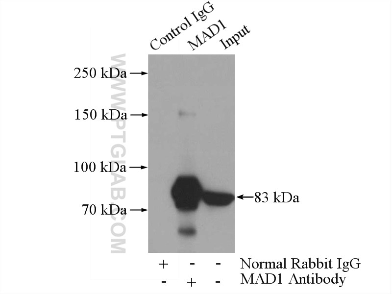 Immunoprecipitation (IP) experiment of HeLa cells using MAD1 Polyclonal antibody (18322-1-AP)