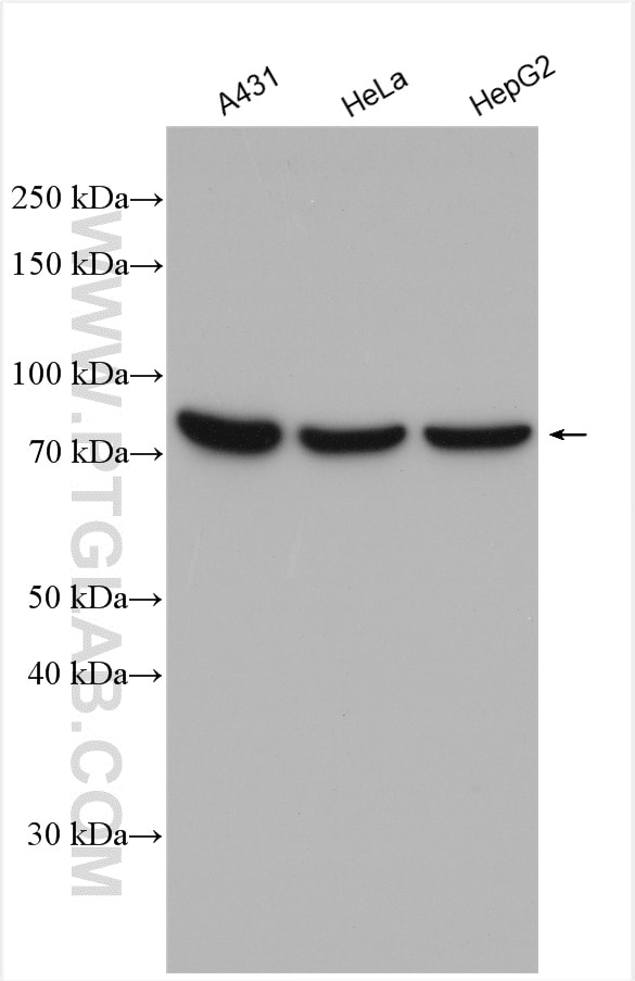 Western Blot (WB) analysis of various lysates using MAD1 Polyclonal antibody (18322-1-AP)