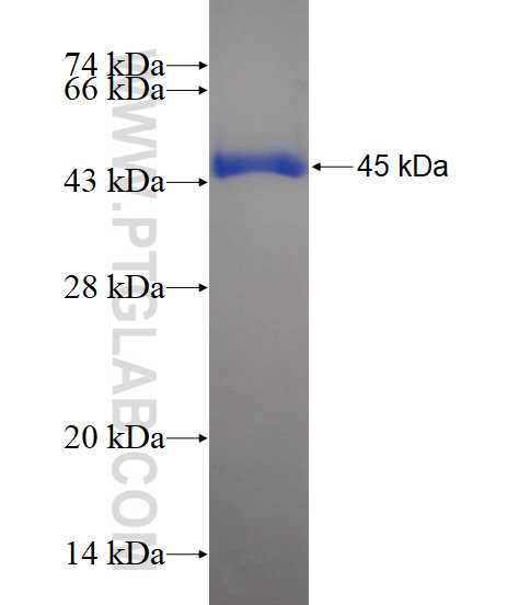 MAD1L1 fusion protein Ag13153 SDS-PAGE