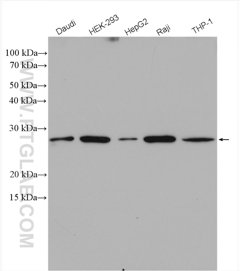 Western Blot (WB) analysis of various lysates using MAD2L1 Polyclonal antibody (10337-1-AP)