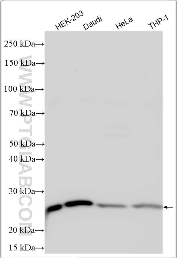 Western Blot (WB) analysis of various lysates using MAD2L1 Polyclonal antibody (10337-1-AP)