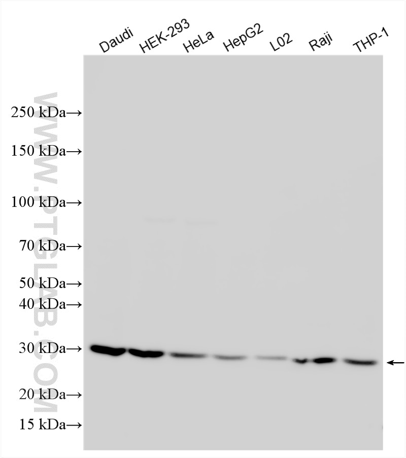 Western Blot (WB) analysis of various lysates using MAD2L1 Polyclonal antibody (10337-1-AP)