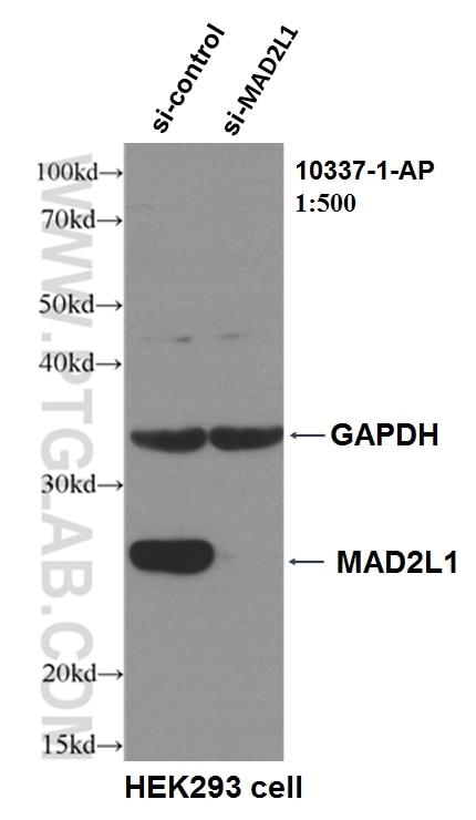 MAD2L1 Polyclonal antibody