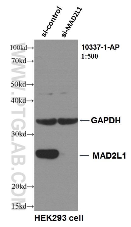 Western Blot (WB) analysis of HEK-293 cells using MAD2L1 Polyclonal antibody (10337-1-AP)