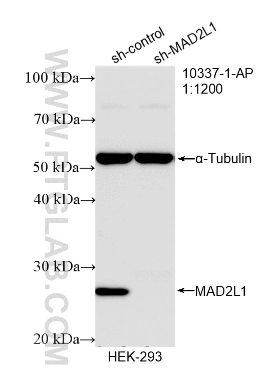 Western Blot (WB) analysis of HEK-293 cells using MAD2L1 Polyclonal antibody (10337-1-AP)
