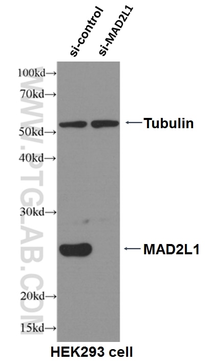 Western Blot (WB) analysis of HEK-293 cells using MAD2L1 Monoclonal antibody (66014-1-Ig)