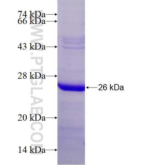 MAD2L1 fusion protein Ag17512 SDS-PAGE