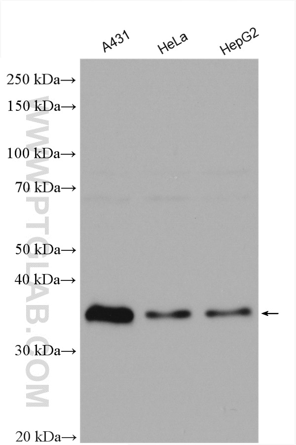 Western Blot (WB) analysis of various lysates using MAD2L1BP Polyclonal antibody (15344-1-AP)