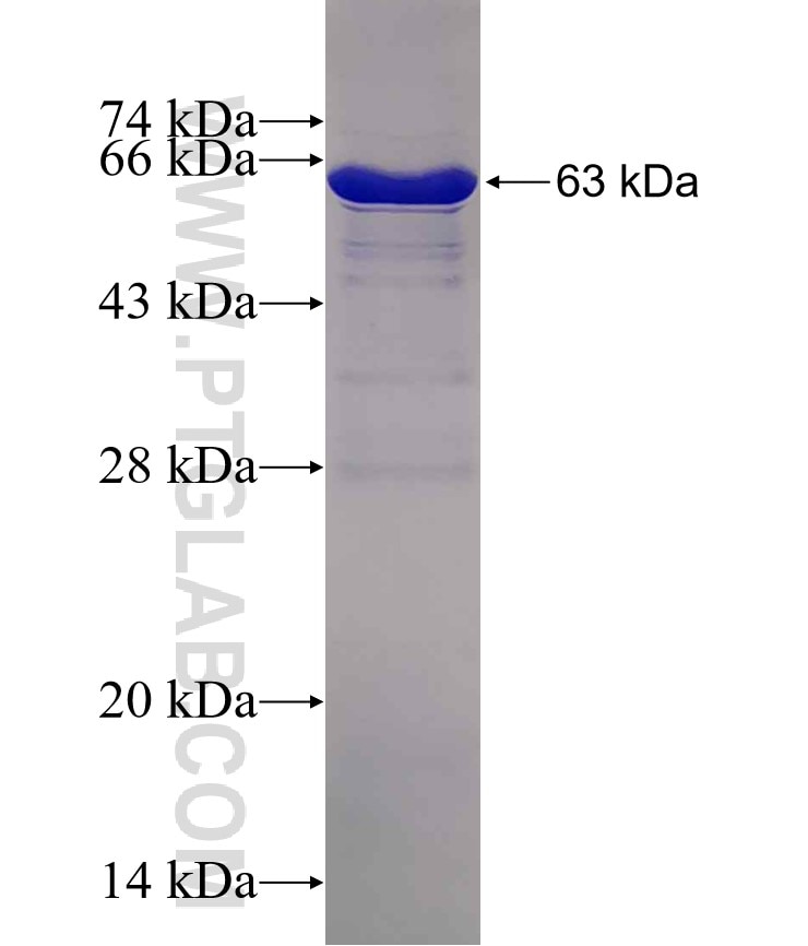 MAD2L1BP fusion protein Ag7550 SDS-PAGE