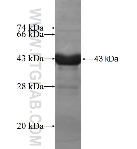 MAD2L1BP fusion protein Ag7653 SDS-PAGE