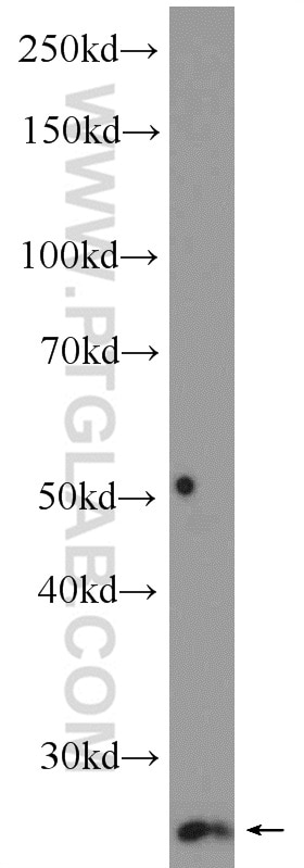 Western Blot (WB) analysis of K-562 cells using MAD2L2 Polyclonal antibody (12683-1-AP)